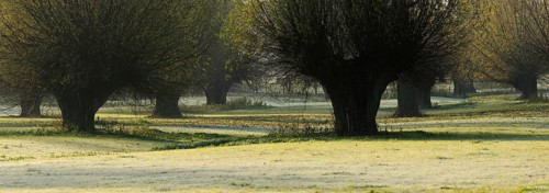 Pollard Willows in the Lower Rhine area
