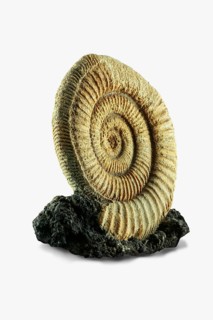 Ammonite