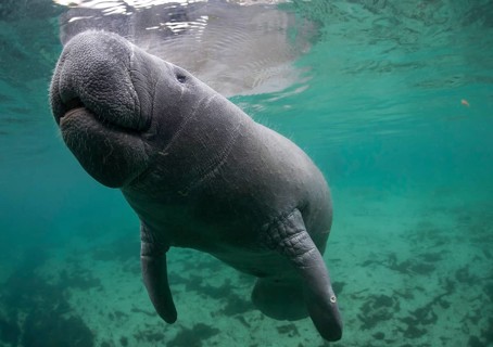 West Indian Manatee (Trichechus manatus)