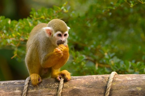 Squirrel Monkey (Saimiri sp.) feeding