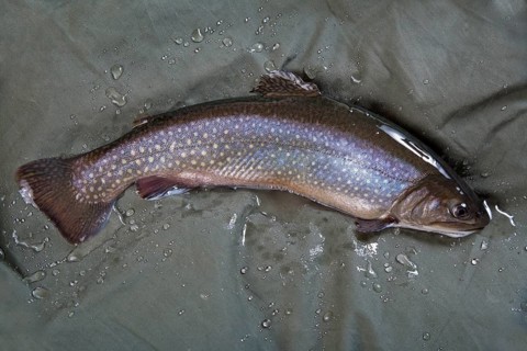 Freshly caught Char (Salvelinus) on green cloth