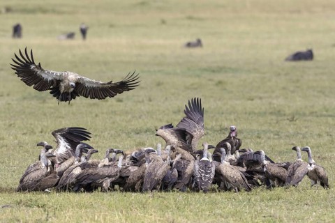 White-backed Vultures (Gyps africanus)