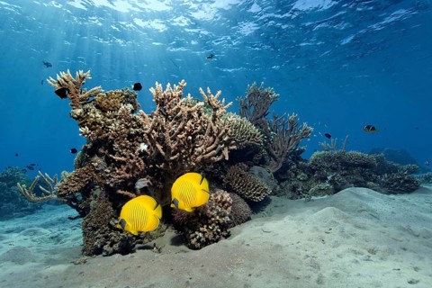 Two Bluecheek butterflyfish (Chaetodon sermilarvatus) in front of a small stone coral riff