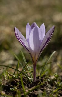 Flowers of the endemic Corsican Crocus (Crocus corsicus)
