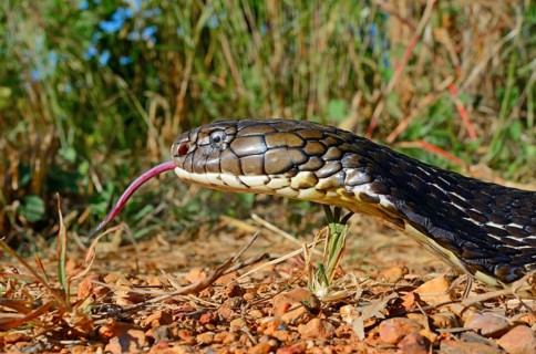 King cobra (Ophiophagus hannah)
