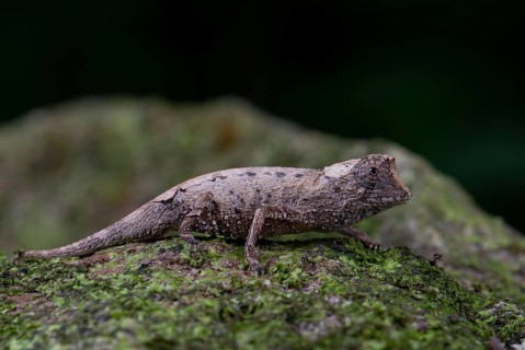 Plated leaf chameleon (Brookesia stumpffi)