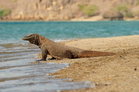 Komodo Dragon (Varanus komodoensis)