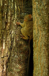 Spectral Tarsier (Tarsius spectrum