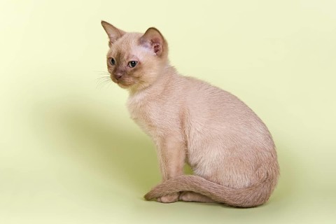 Burmese