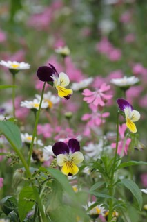 Horned Violet (Viola cornuta)