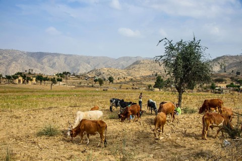 Cows grazing