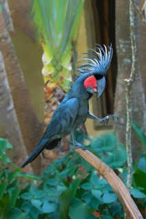Palm Cockatoo or Great Palm Cockatoo (Probosciger aterrimus)