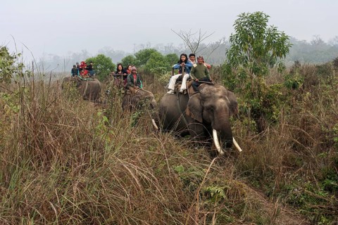 Mahouts and Asian tourists riding elephants in the Chitwan National Park