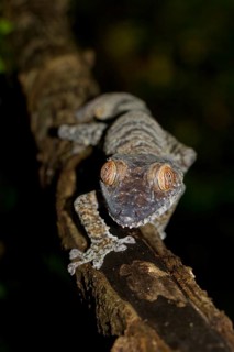 Common Flat-tail Gecko (Uroplatus fimbriatus)