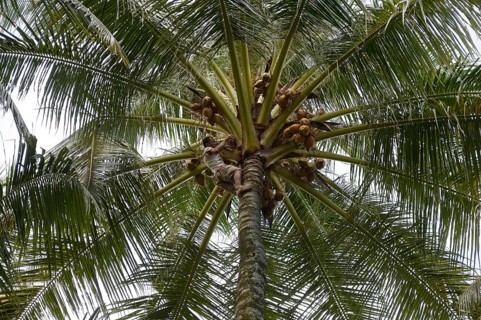 Man harvesting coconuts