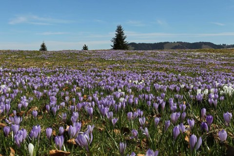Flowering Crocuses (Crocus albiflorus) at Hundle mountain