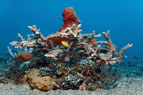 Small coral reef with various corals