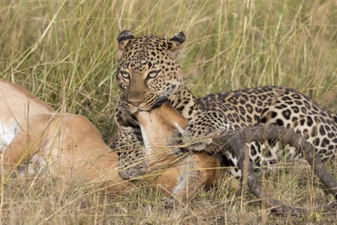 African Leopard (Panthera pardus pardus) adult