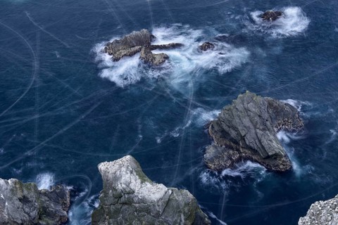 Northern Gannet (Morus bassanus) colony