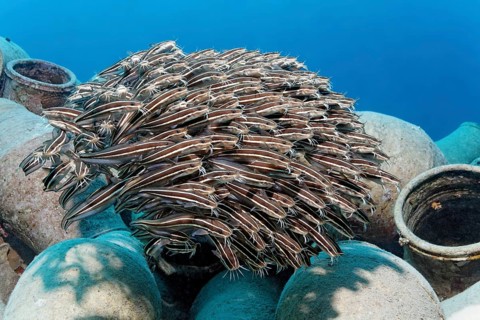 School of Striped eel catfish (Plotosus lineatus) on amphora