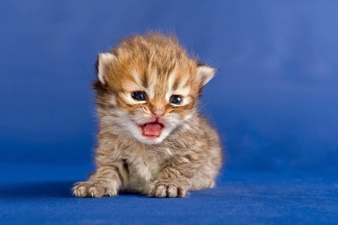 Persian kitten