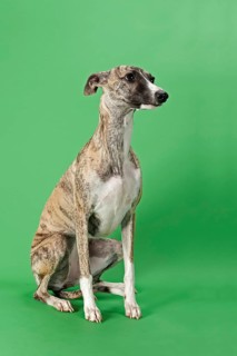 Whippet