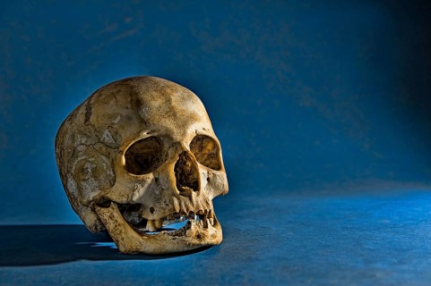 Human skull