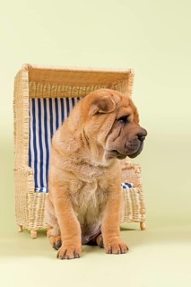 Shar Pei puppy
