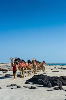 Camels prepared for tourists on Cable Beach