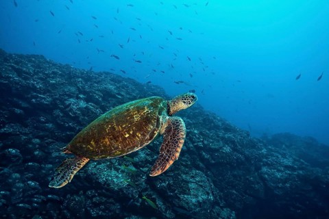 Green sea turtle (Chelonia mydas)