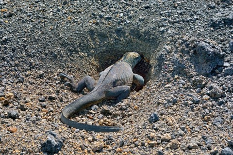Marine Iguana (Amblyrhynchus cristatus) digging a cave for oviposition