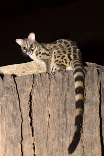 Rusty-spotted Genet (Genetta maculata)