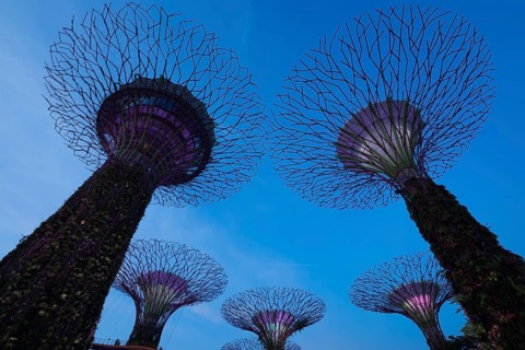 Supertrees