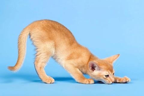 Abyssinian kitten