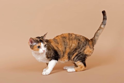 Devon Rex cat