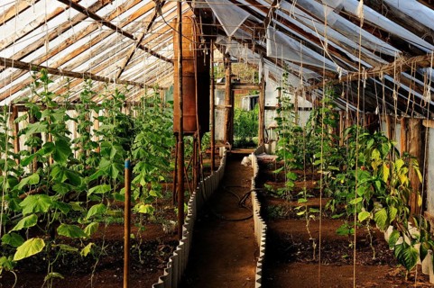 Greenhouse heated by thermal springs
