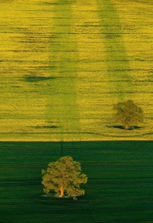 Trees in a green field and a flowering rape feed