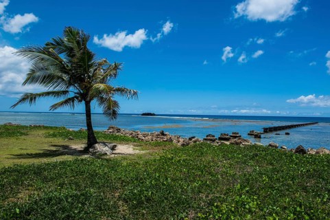 Solitary Palm tree