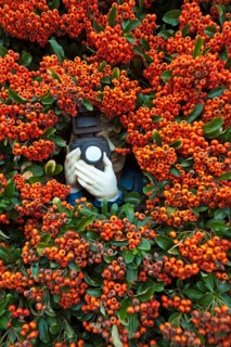 Paparazzi figure with a camera in Firethorn (Pyracantha)