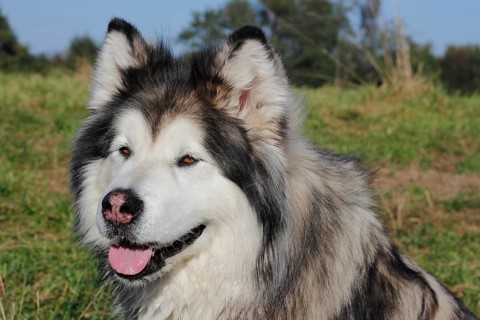 Alaskan Malamute