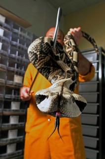West african gaboon viper (Bitis rhinoceros)