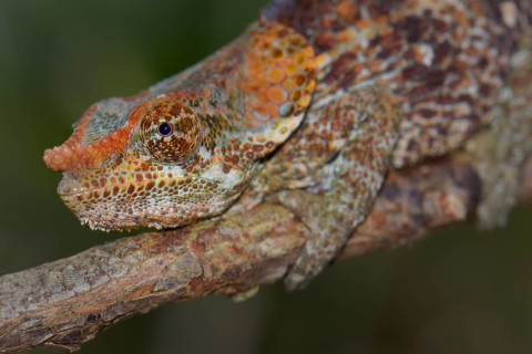 Short-horned Chameleon (Calumma brevicornis)