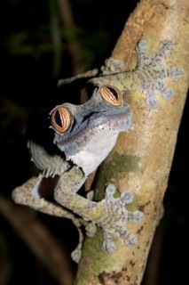 Common Flat-tail Gecko (Uroplatus fimbriatus)