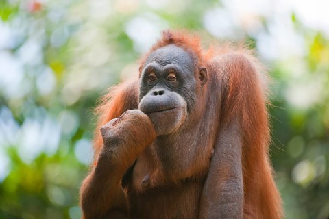 Sumatran Orangutan (Pongo abelii)