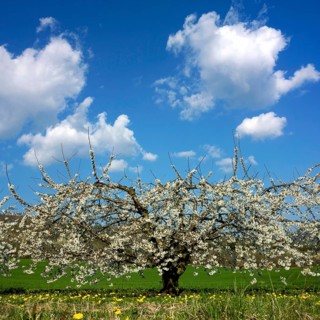 Apple tree