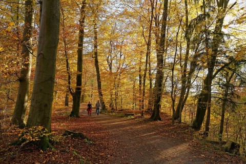 Forest track