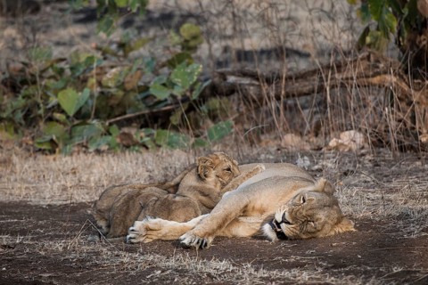 Asiatic lion (Panthera leo persica)