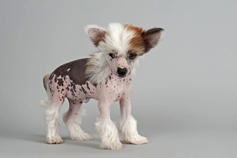 Chinese Crested Dog