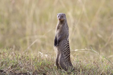 Banded Mongoose (Mungos mungo) adult