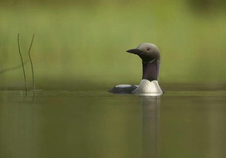 Black-throated Diver (Gavia arctica)